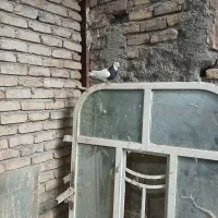 طوقی سیاه  طاقدوم