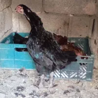 سه تا مرغ لاری اصل کرچ