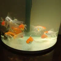 گلدفیش زیبا و سالم بزرگتر از ۳ بند|ماهی|تهران, جوانمردان (اندیشه)|دیوار