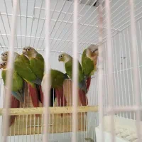 دنیای پرندگان زینتی|پرنده|رشت, قاسمیه|دیوار