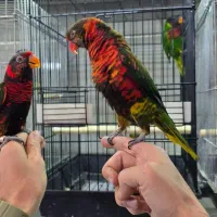 بورس طوطی لوری لوریکیت ایران|پرنده|تهران, دردشت|دیوار