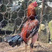خروس لاری زیبا و خوشگل