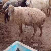 میش داشتی|حیوانات مزرعه|اسفراین, |دیوار