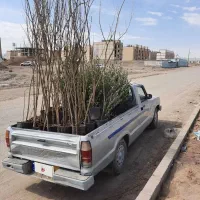 مزدا وانت تک کابین 2000|خودرو سواری و وانت|زاهدان, |دیوار