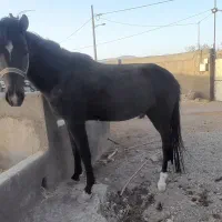 اسب مادیون ترکمن مشکی آبستن|اسب و تجهیزات اسبسواری|مشهد, گاز|دیوار