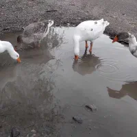 چهار عدد غاز محلی نر وماده