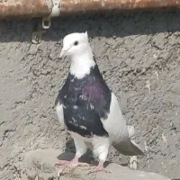 طوقی زرین سیاه نر|پرنده|باوی, |دیوار