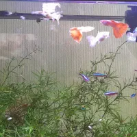 آکواریوم پلنت