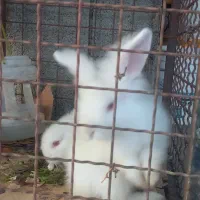 حیوانات خانگی|موش و خرگوش|رودسر, |دیوار