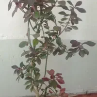 گل های فروشی با قیمت مناسب|گل و گیاه طبیعی|مرند, |دیوار