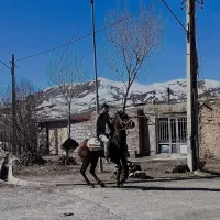 اسب نر|اسب و تجهیزات اسب‌سواری|دشتک, |دیوار