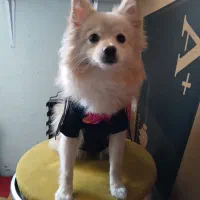 سگ پامیری عروسکی