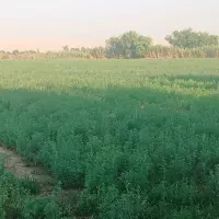 پرس یونجه