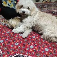 سگ گمشده محله زمزم