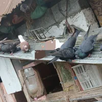 کبوتر|پرنده|لاهیجان, بازکیاگوراب|دیوار