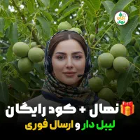 نهال گردو چندلر پرفروش با ۱۰ نهال اشانتیون