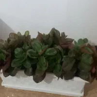 کیف|کیف، کفش، کمربند|اصفهان, بهارستان|دیوار