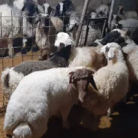 کاور پروار|حیوانات مزرعه|کارزان, |دیوار