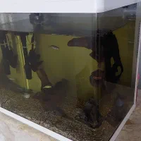 آکواریوم Delsa|ماهی|مشهد, فاطمیه|دیوار