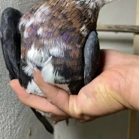 کبوتر خال افشان رنگی|پرنده|گرگان, |دیوار