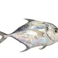 ماهی تازه بوشهر