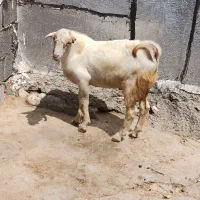 کهره نر