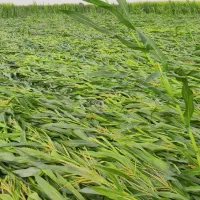 ذرت چاپر خابیده مخصوص گاوداری های سنتی