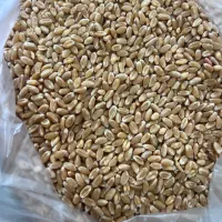 انواع ارقام گندم بذری