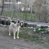 سگ محلی گله ماده