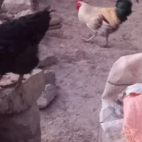 خروس محلی|حیوانات مزرعه|لالی, |دیوار