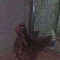 جوجه و تخم نطفه دار گلین