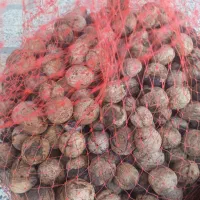 گردو|خوردنی و آشامیدنی|شیراز, گویم|دیوار