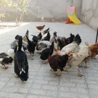 تعداد۲۸تامرغ وخروس۵ماه آماده تخم|حیوانات مزرعه|تربت‌حیدریه, حسنی بالا|دیوار