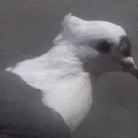 ماده شونی خوشونه اصیل|پرنده|خرم‌آباد, |دیوار