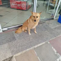 سگ پیدا شده