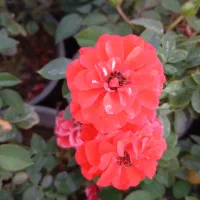 تولید کننده انواع رز هلندی و ساناز