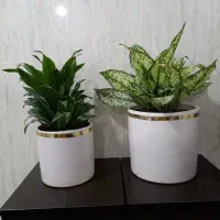 به مناسبت روز مادر