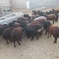 بره کشتاری|حیوانات مزرعه|پاکدشت, پاکدشت (مامازند)|دیوار