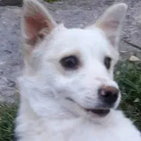 سگ پاکوتاه فیندو نر ۵ ماهه ۱.۴۵۰