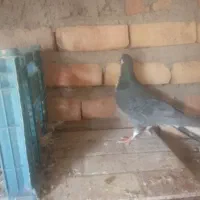 یک جفت  نر کفتر ساده سیا|پرنده|ایرانشهر, |دیوار