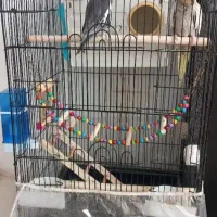 جفت عروس هلندی همراه با قفس و لوازم