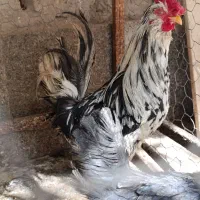 مرغ خروس گلین باری