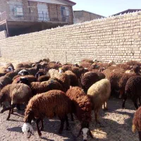 بره در حد شیشک