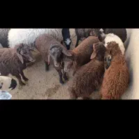 پرواری بره نر و ماده
