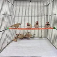 فنچ کراواتی