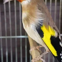 سهره و گلبسر و قناری و یک جفت کرواتی