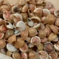 صدف دریای جنوب