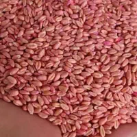 گندم بذری کوهدشت