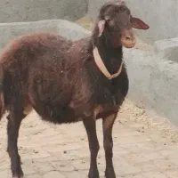 فروش قوچ همو و هترو ویژه گله جهت اصلاح نژاد