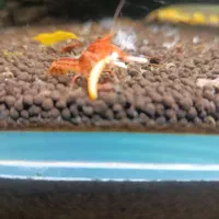 کامبارلوس نارنجی